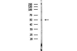 Western blot analysis of lysates from RAW264.