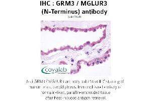 Image no. 1 for anti-Glutamate Receptor, Metabotropic 3 (GRM3) (Extracellular Domain), (N-Term) antibody (ABIN1735268) (Metabotropic Glutamate Receptor 3 Antikörper  (Extracellular Domain, N-Term))