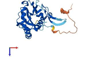 NUDT8 Protein (AA 1-236) (His tag)