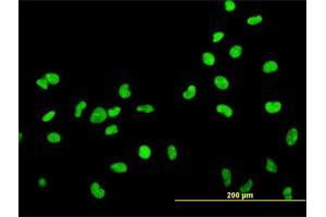 Immunofluorescence of monoclonal antibody to HMGB2 on HeLa cell. (HMGB2 Antikörper  (AA 1-195))