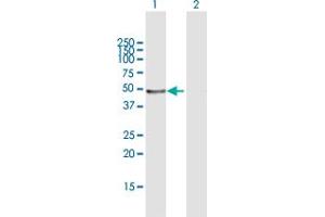 Western Blot analysis of LEFTY1 expression in transfected 293T cell line by LEFTY1 MaxPab polyclonal antibody. (LEFTY1 Antikörper  (AA 1-366))