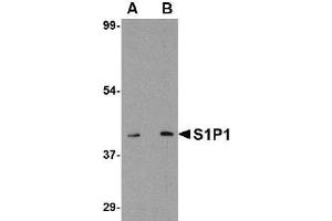 Western blot analysis of S1P1 in Mouse thymus lysate with EDG-1 / S1PR1 antibody at 1 µg/ml (A) and 2 μg/ml (B). (S1PR1 Antikörper  (C-Term))