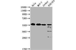 Western Blot Positive WB detected in: Hela whole cell lysate, MCF-7 whole cell lysate, Jurkat whole cell lysate, NIH/3T3 whole cell lysate All lanes: PKM antibody at 1:1000 Secondary Goat polyclonal to Mouse IgG at 1/10000 dilution Predicted band size: 58 kDa Observed band size: 58 KDa Exposure time: 1 min (PKM Antikörper  (AA 2-531))