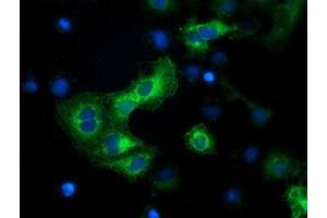Anti-BECN1 mouse monoclonal antibody (ABIN2454419) immunofluorescent staining of COS7 cells transiently transfected by pCMV6-ENTRY BECN1 (RC201629). (Beclin 1 Antikörper)