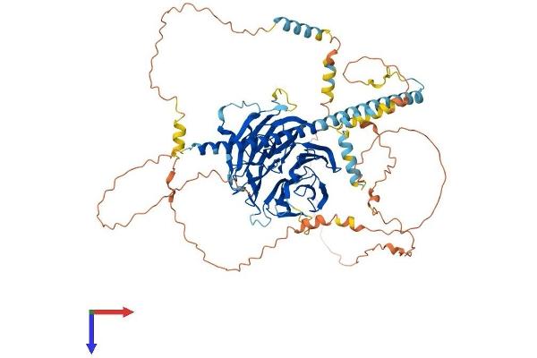 Striatin Protein (STRN) (AA 1-780) (His tag)