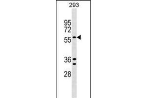 TRAFD1 Antibody (C-term) (ABIN1537452 and ABIN2848856) western blot analysis in 293 cell line lysates (35 μg/lane). (TRAFD1 Antikörper  (C-Term))
