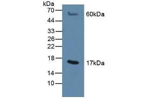 Figure. (MGST1 Antikörper  (AA 8-155))