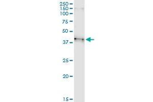 Immunoprecipitation (IP) image for anti-Bartter Syndrome, Infantile, with Sensorineural Deafness (Barttin) (BSND) (AA 1-320) antibody (ABIN521644)