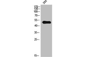 Western Blot analysis of 3T3 cells using Phospho-IL-13Rα1 (Y405) Polyclonal Antibody (IL13 Receptor alpha 1 Antikörper  (pTyr405))