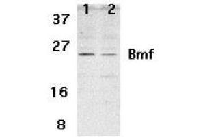 Western blot analysis of Bmf expression in human HepG2 (lane 1) and 293 (lane 2) cell lysates with AP30157PU-N Bmf antibody at 2 μg /ml.
