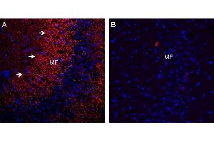 Expression of Synaptophysin in rat hippocampus. (Synaptophysin Antikörper  (Intravesicular Loop))