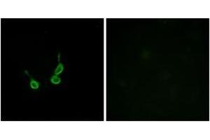 Immunofluorescence (IF) image for anti-G Protein-Coupled Receptor 150 (GPR150) (AA 361-410) antibody (ABIN2890793) (GPR150 Antikörper  (AA 361-410))