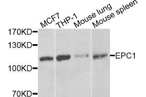 Western blot analysis of extracts of various cells, using EPC1 antibody. (EPC1 Antikörper)