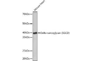 Western blot analysis of extracts of Mouse heart, using Delta-sarcoglycan (SGCD) Rabbit mAb (ABIN7270144) at 1:1000 dilution. (SGCD Antikörper)