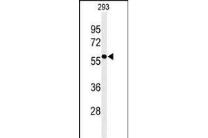 Western blot analysis of EXOC3L2 Antibody (N-term) (ABIN651216 and ABIN2840135) in 293 cell line lysates (35 μg/lane). (EXOC3L2 Antikörper  (N-Term))