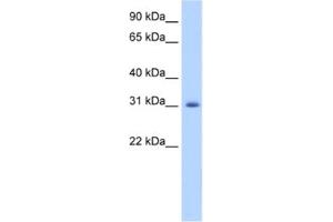 Western Blotting (WB) image for anti-Apolipoprotein B mRNA Editing Enzyme, Catalytic Polypeptide-Like 2 (APOBEC2) antibody (ABIN2462227) (APOBEC2 Antikörper)