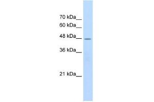 Western Blotting (WB) image for anti-Cholinergic Receptor, Nicotinic, beta 2 (Neuronal) (CHRNB2) (Middle Region) antibody (ABIN2776104)