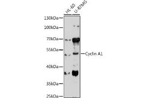 Western blot analysis of extracts of various cell lines, using Cyclin  antibody (ABIN6127726, ABIN6138071, ABIN6138072 and ABIN6221269) at 1:1000 dilution. (Cyclin A1 Antikörper  (AA 1-230))