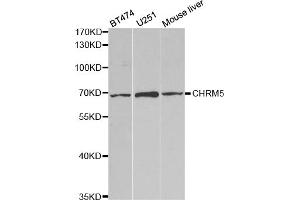 Western blot analysis of extracts of various cell lines, using CHRM5 antibody (ABIN5973103) at 1/1000 dilution. (CHRM5 Antikörper)