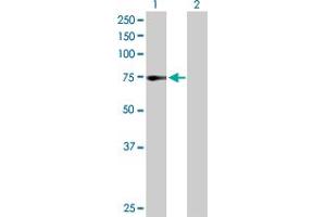 Western Blot analysis of ZNF133 expression in transfected 293T cell line by ZNF133 MaxPab polyclonal antibody. (ZNF133 Antikörper  (AA 1-653))