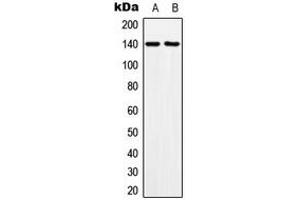 Western blot analysis of MOV10L1 expression in HeLa (A), NIH3T3 (B) whole cell lysates. (MOV10L1 Antikörper  (Center))