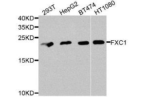 Western blot analysis of extracts of various cell lines, using TIMM10B antibody (ABIN5974609) at 1/1000 dilution. (TIMM10B Antikörper)