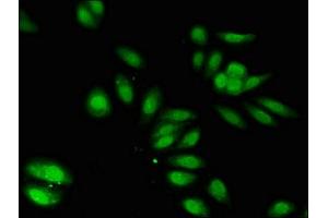 Immunofluorescent analysis of HepG2 cells using ABIN7169385 at dilution of 1:100 and Alexa Fluor 488-congugated AffiniPure Goat Anti-Rabbit IgG(H+L) (PON2 Antikörper  (AA 32-97))