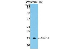 Western Blotting (WB) image for anti-Vascular Endothelial Growth Factor C (VEGFC) (AA 108-223) antibody (ABIN3209175) (VEGFC Antikörper  (AA 108-223))
