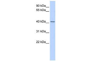 WB Suggested Anti-SNUPN Antibody Titration:  0.