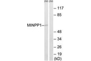 Western blot analysis of extracts from 293 cells, using MINPP1 Antibody. (MINPP1 Antikörper  (AA 328-377))