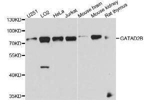 Western blot analysis of extract of various cells, using GATAD2B antibody. (GATAD2B Antikörper)