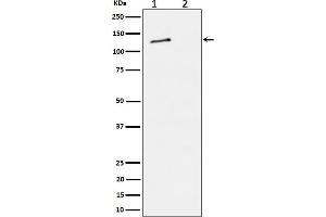 Western blot analysis of Phospho-MCM2 (S27) expression in (1) HeLa cell lysate, (2) HeLa cell treated with alkaline phosphatase lysate.
