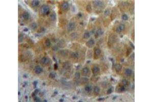 IHC-P analysis of Liver tissue, with DAB staining. (Retinol Binding Protein 5 Antikörper  (AA 19-201))