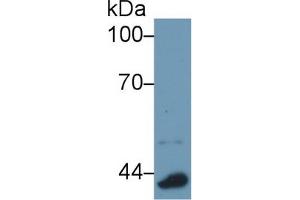 Western Blot; Sample: Mouse Lung lysate; Primary Ab: 1µg/ml Rabbit Anti-Mouse APOA4 Antibody Second Ab: 0.