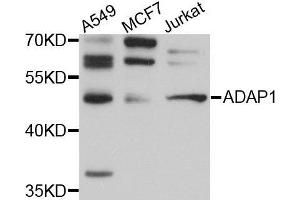 Western Blotting (WB) image for anti-ArfGAP with Dual PH Domains 1 (ADAP1) (AA 1-374) antibody (ABIN1678570) (ADAP1 Antikörper  (AA 1-374))