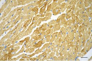 anti-Deoxyuridine Triphosphatase (DUT) antibody