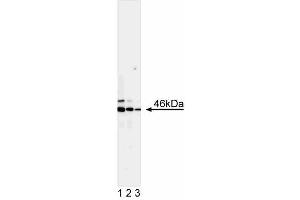 Western blot analysis of JNK1. (JNK Antikörper)