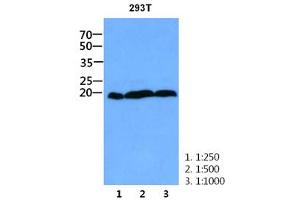 The cell lysate of 293T (30ug) were resolved by SDS-PAGE, transferred to PVDF membrane and probed with anti-human CNBP antibody (1:250 - 1:1000). (CNBP Antikörper)