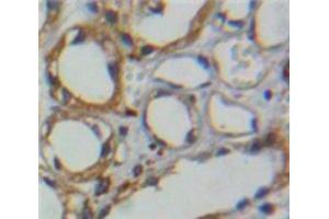Used in DAB staining on fromalin fixed paraffin-embedded Kidney tissue (CA4 Antikörper  (AA 19-283))
