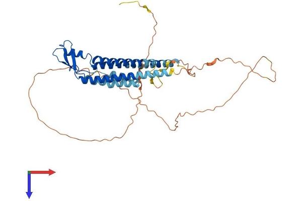 GJA3 Protein (AA 1-417) (His tag)