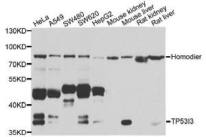 Western blot analysis of extracts of various cell lines, using TP53I3 antibody. (TP53I3 Antikörper)