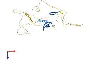 CBX8 Protein (AA 1-362) (His tag)