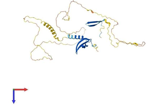 CBX8 Protein (AA 1-362) (His tag)