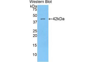 Western blot analysis of recombinant Human HIST1H2AG. (HIST1H2AG Antikörper  (AA 1-130))