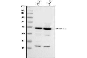 Western blot analysis of XIAP using anti-XIAP antibody (ABIN4886770).