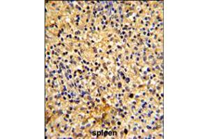Formalin-fixed and paraffin-embedded human spleen tissue reacted with LY75 Antibody , which was peroxidase-conjugated to the secondary antibody, followed by DAB staining. (LY75/DEC-205 Antikörper  (AA 646-675))