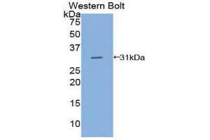 Western Blotting (WB) image for anti-CD109 (CD109) (AA 890-1131) antibody (ABIN1858287) (CD109 Antikörper  (AA 890-1131))