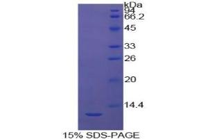 SDS-PAGE analysis of Cow Caspase 4 Protein. (Caspase 4 Protein)