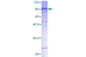 SEMA4F Protein (AA 1-615) (GST tag)