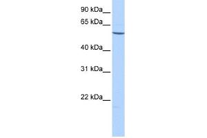 WB Suggested Anti-EMID2 Antibody Titration: 0. (Collagen, Type XXVI, alpha 1 (COL26A1) (C-Term) Antikörper)